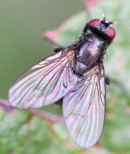 Hebecnema vespertina